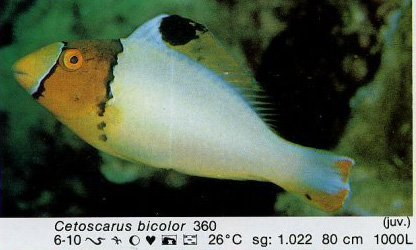 Cetoscarus bicolor